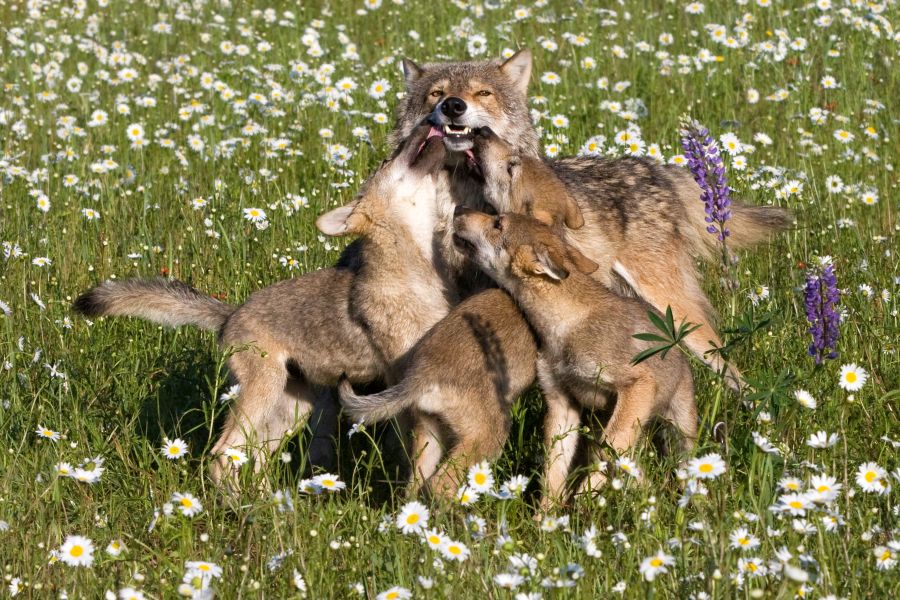 Eine Wölfin mit drei Wolfswelpen. (Symbolbild: iStock/dssimages)