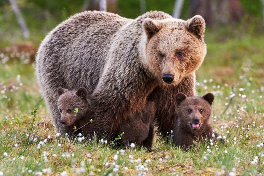 Eine Bärin mit drei Jungtieren. Auch im Rahmen der Bärenjagd in Finnland wird der Muttertierschutz großgeschrieben. (Symbolbild: iStock/LuCaAr)