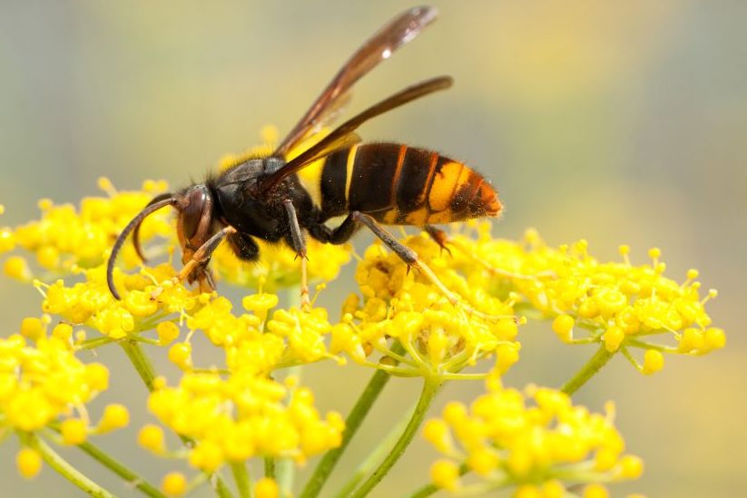 Eine Asiatische Hornisse auf einer Blüte (Symbolbild: iStock/AlbertoNovo)