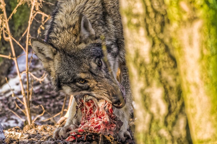 Ein Wolf, der Fleisch von einer Wirbelsäule frisst. (Symbolbild: iStock/BlackAperture)