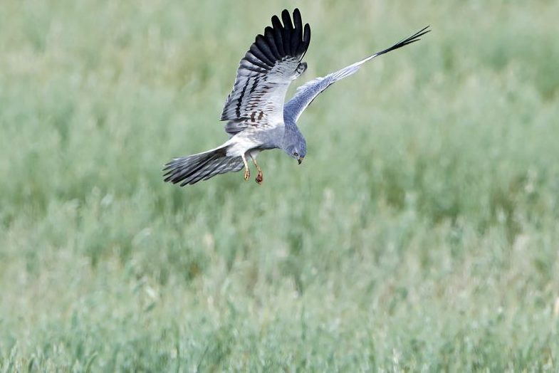 Eine Wiesenweihe im Flug. (Foto: iStock/Denja1)