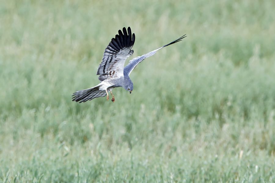 Eine Wiesenweihe im Flug. (Foto: iStock/Denja1)