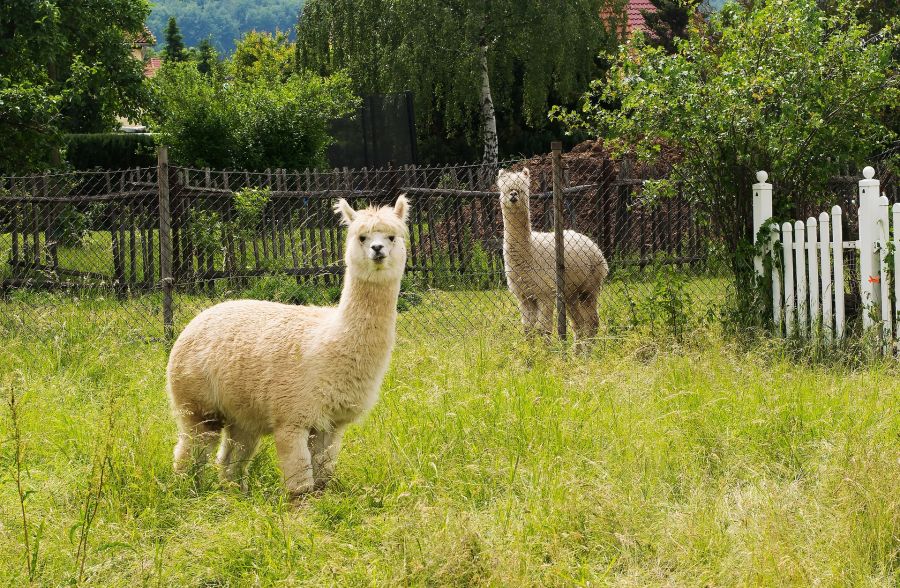 Zwei Alpakas auf einer Weide. (Symbolbild: Hans Linde)