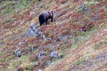 Ein Bär im Gebirge. (Symbolbild: Natalia Kollegova)