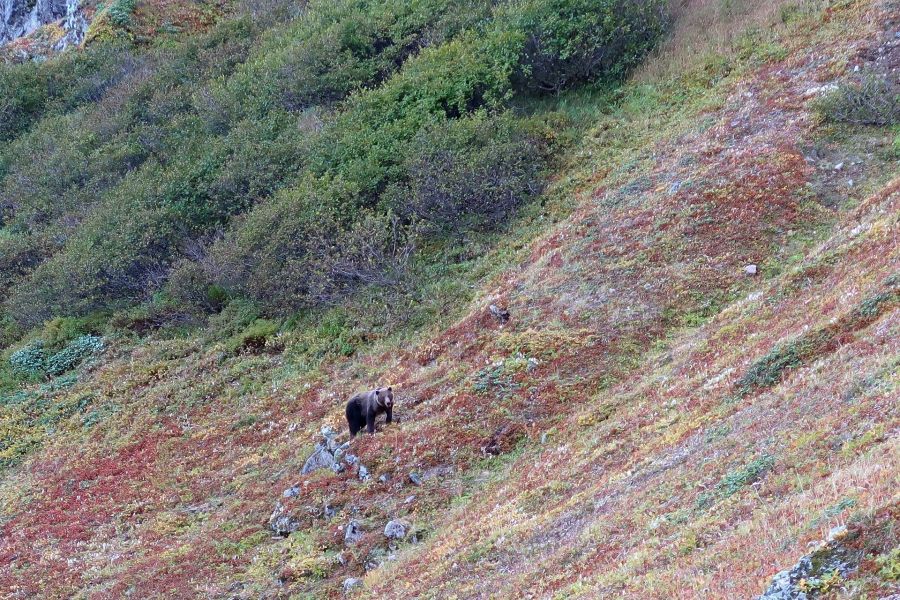 Ein Bär im Gebirge. (Symbolbild: Natalia Kollegova)