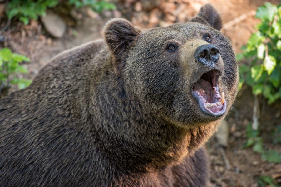 Ein Braunbär. (Symbolbild: Eszter Miller) 