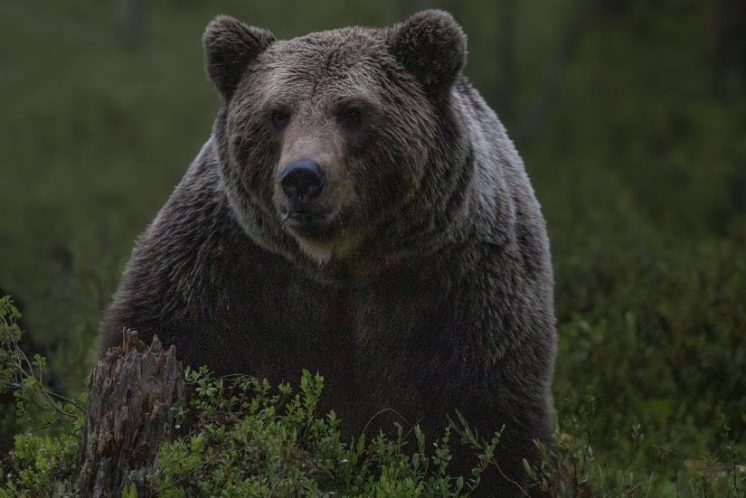 Ein Bär (Symbolbild: Håkan Carlander)