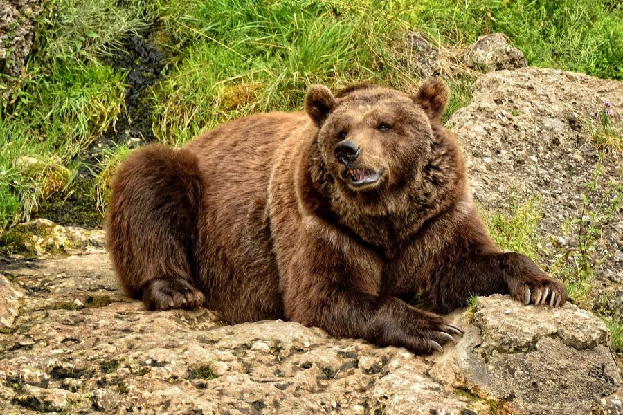 Ein Braunbär, der auf einem Felsen liegt und die Zähne fletscht. (Symbolbild: Manfred Antranias Zimmer)