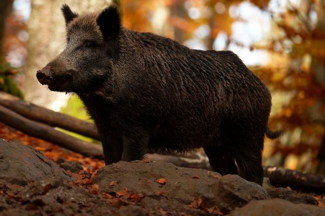 Ein Wildschweinkeiler im Wald. (Symbolbild: Toxal)