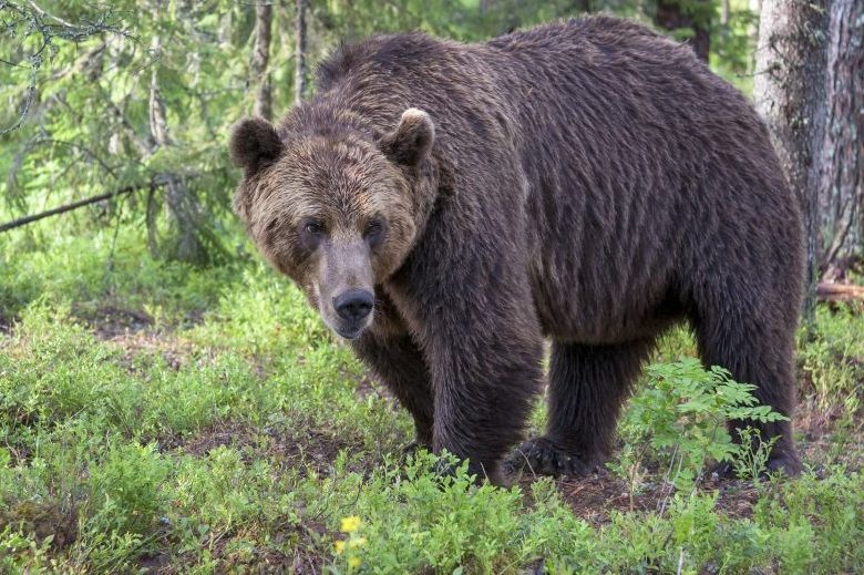 Ein Braunbär in einem Waldstück. (Symbolbild: Tapani Hellman