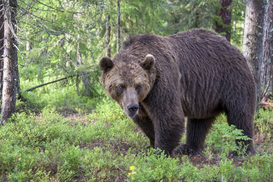 Ein Braunbär. (Symbolbild: Tapani Hellman)