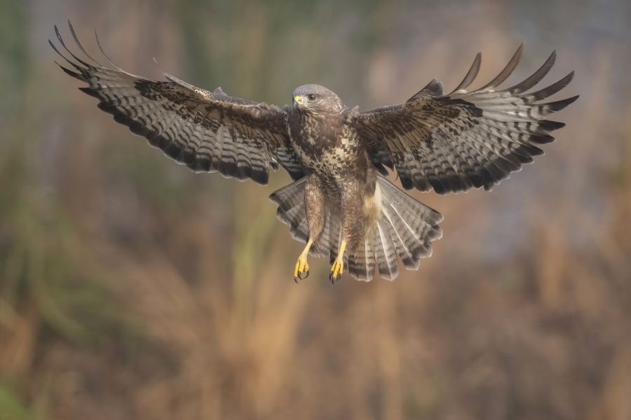 Ein Mäusebussard im Flug mit ausgebreiteten Schwingen. (Foto: B. Benjamins)