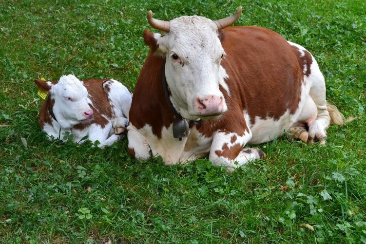 Eine Kuh mit ihrem Kälbchen auf einer Weide. (Symbolbild: Sabine Fassbender)