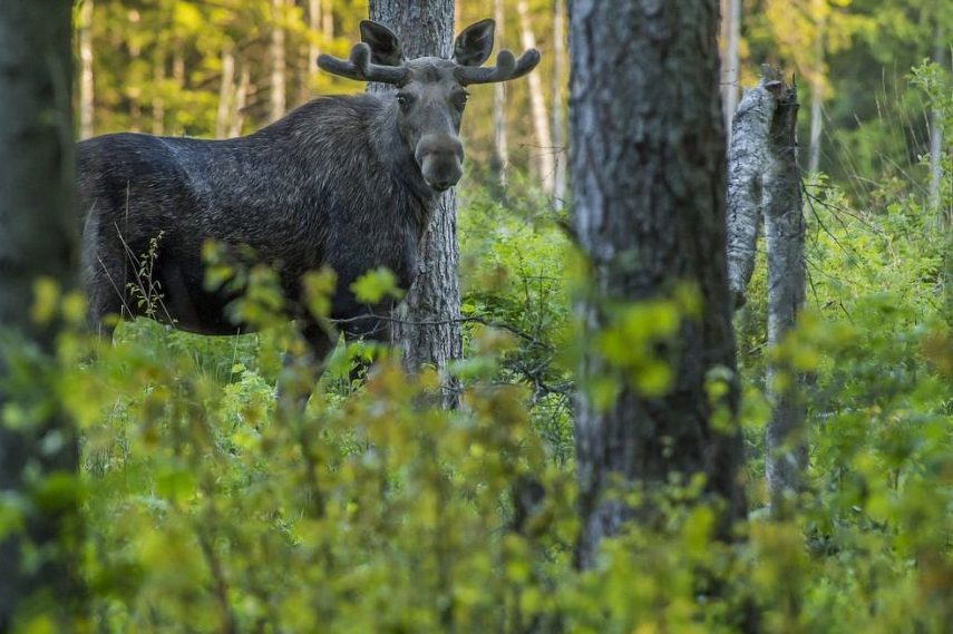 Ein Elch in einem Wald. (Symbolbild: Erik_Karits)
