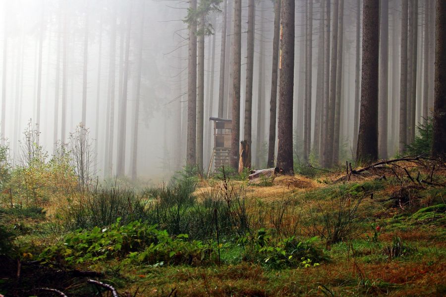 Ein Hochsitz bei leichtem Nebel in einem Wald. (Symbolbild: rihaij)