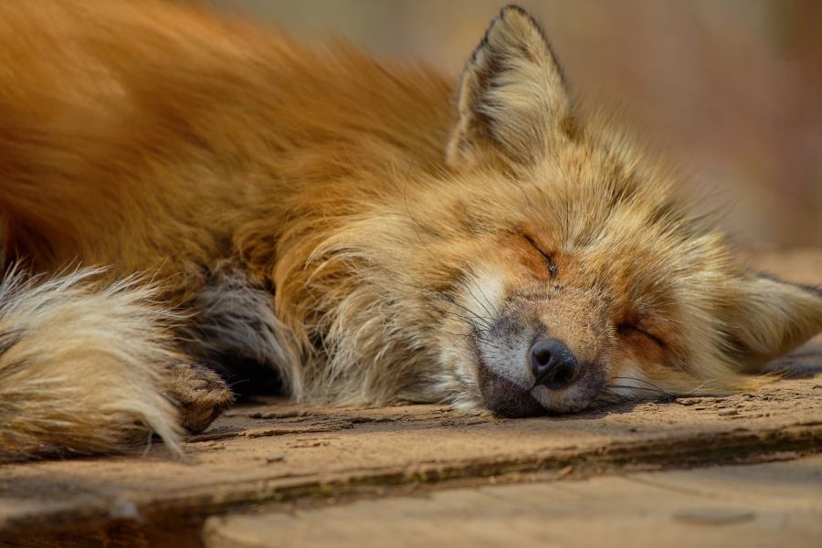 Ein Fuchs, der auf dem Boden liegt. (Symbolbild: koshinuke_mcfly)