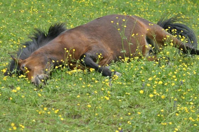 Ein liegendes Island Pony auf einer Weide. (Symbolbild: Catkin)