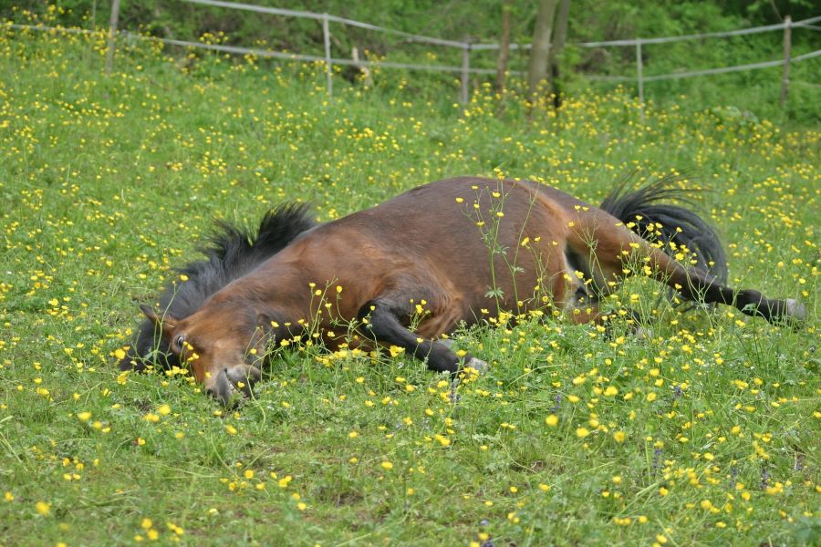 Ein liegendes Island Pony auf einer Weide. (Symbolbild: Catkin)