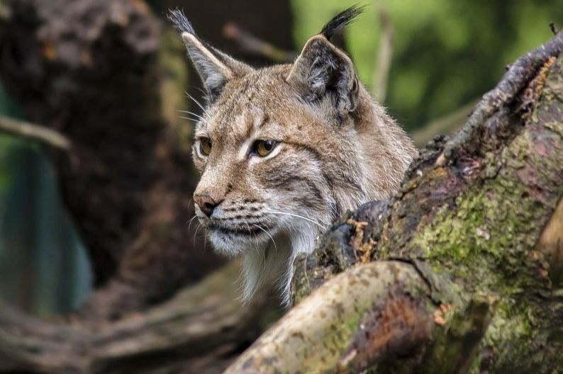Ein Luchs, der hinter einem Baumstamm liegt. (Symbolbild: Markus Wittmann)
