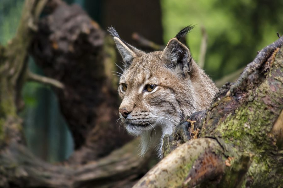 Ein Luchs, der hinter einem Baumstamm liegt. (Symbolbild: Markus Wittmann)