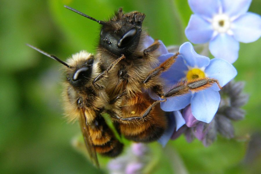 Zwei Wildbienen auf einer Blüte. (Foto: Andrea)