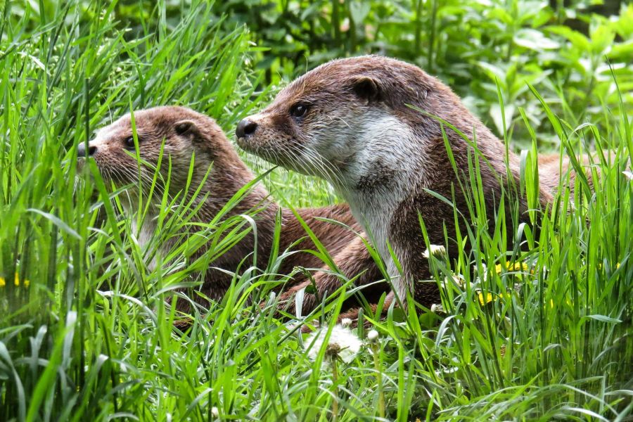 Zwei Fischotter im hohen Gras. (Foto: G.C.)