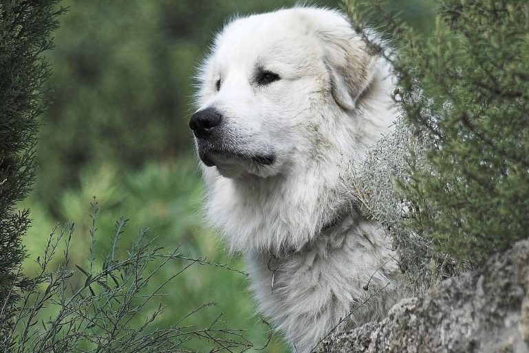 Ein Pyrenäenberghund, auch Patou genannt. (Foto: evaschlomberg)