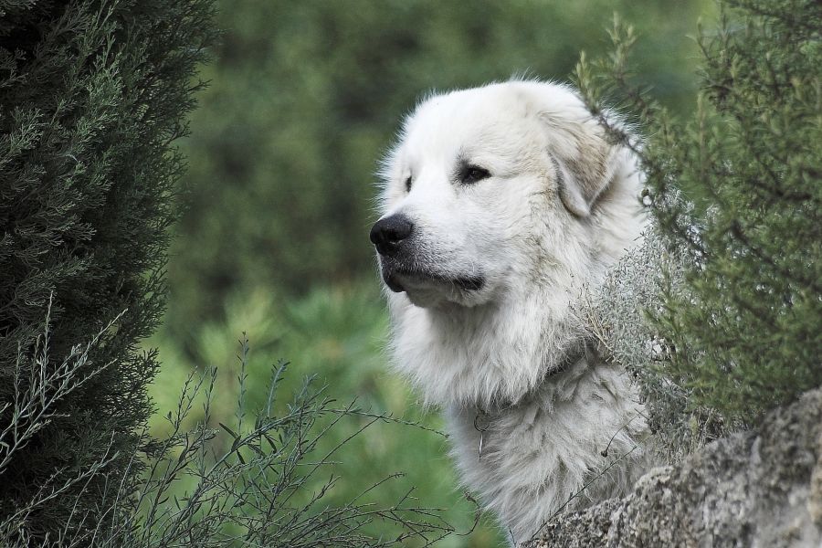Ein Pyrenäenberghund, auch Patou genannt. (Foto: evaschlomberg)