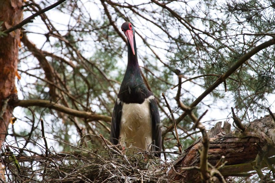 Ein Schwarzstorch in seinem Nest. (Foto: Premek Hajek)