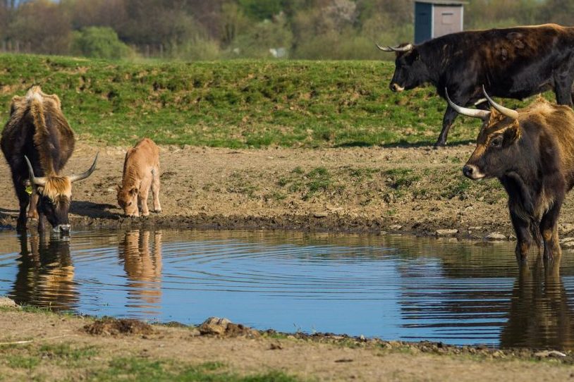 Heckrinder an einer Wasserstelle. (Symbolbild: chrisbeez)