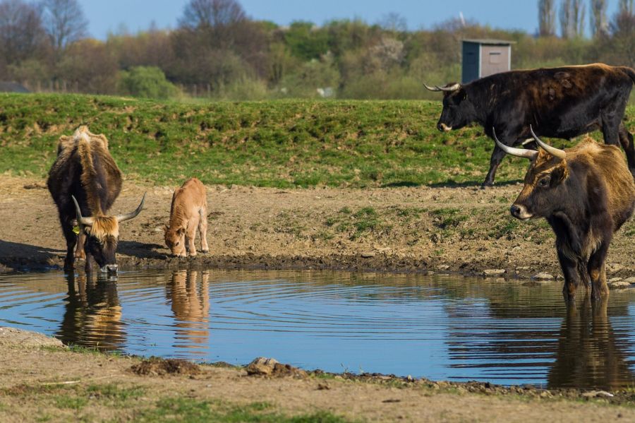 Heckrinder an einer Wasserstelle. (Symbolbild: chrisbeez)