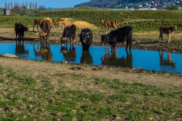 Heckrinder an einer Wasserstelle. (Symbolbild: chrisbeez)