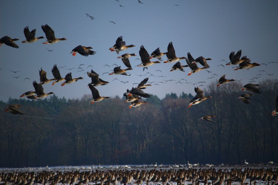 Durch die große Zahl der einfallenden Gänse, können die Tiere immensen wirtschaftlichen Schaden in der Landwirtschaft anrichten. (Symbolbild: rihaij)