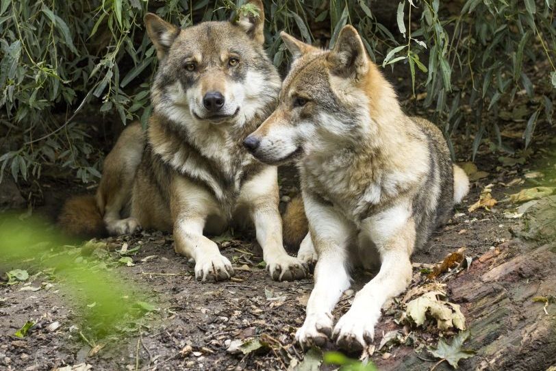 Abgetrennter Wolfskopf: Tote Wölfe stammen aus demselben Rudel