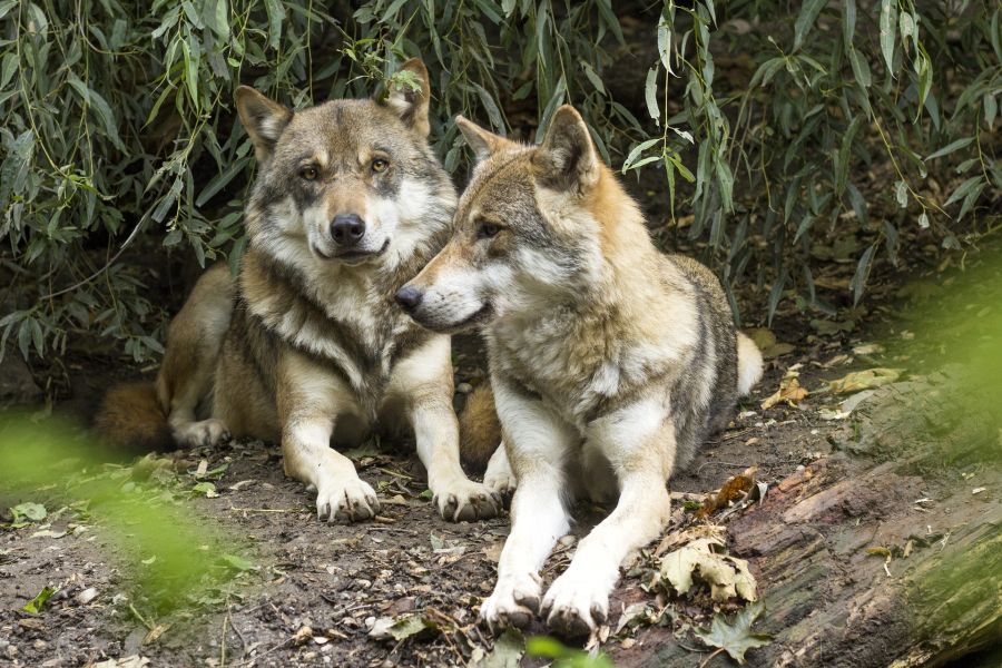 Zwei Wölfe, die auf dem Boden liegen. (Symbolbild: Rain Carnation)