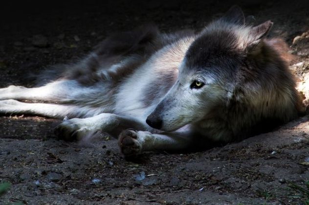 Toter Wolf bei Celle gefunden