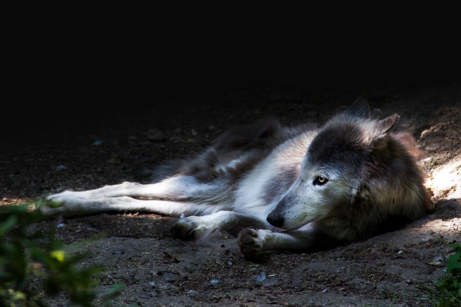 Ein Wolf, der auf dem Boden liegt und den Kopf gehoben hat. (Symbolbild: Christine Sponchia)