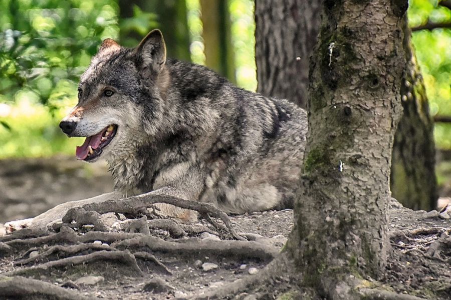 Ein liegender Wolf. (Symbolbild: Alexas_Fotos)