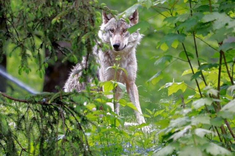 Ein Wolf, der teilweise von Blättern verdeckt ist. (Symbolbild: Franz W.)
