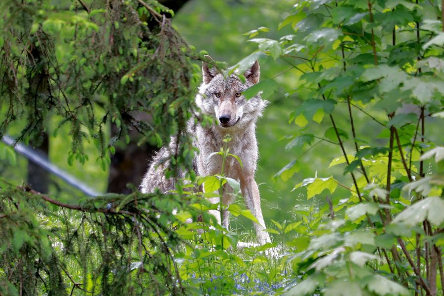 Ein Wolf, der teilweise von Blättern verdeckt ist. (Symbolbild: Franz W.)