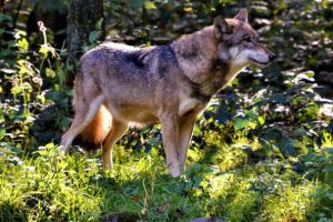 NRW wird sukzessive zum Wolfsland