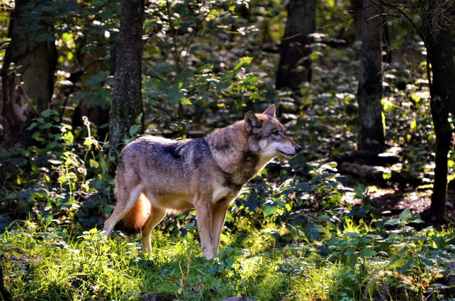 Ein Wolf in einem Wald (Symbolbild: Olle August)