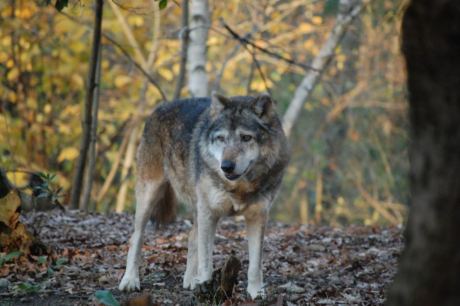 Ein Wolf in einem lichten Waldstück. (Symbolbild: Ilaria Angelotti)