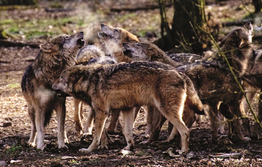 Ein Wolfsrudel. (Symbolbild: Uwe P. Frischmuth)