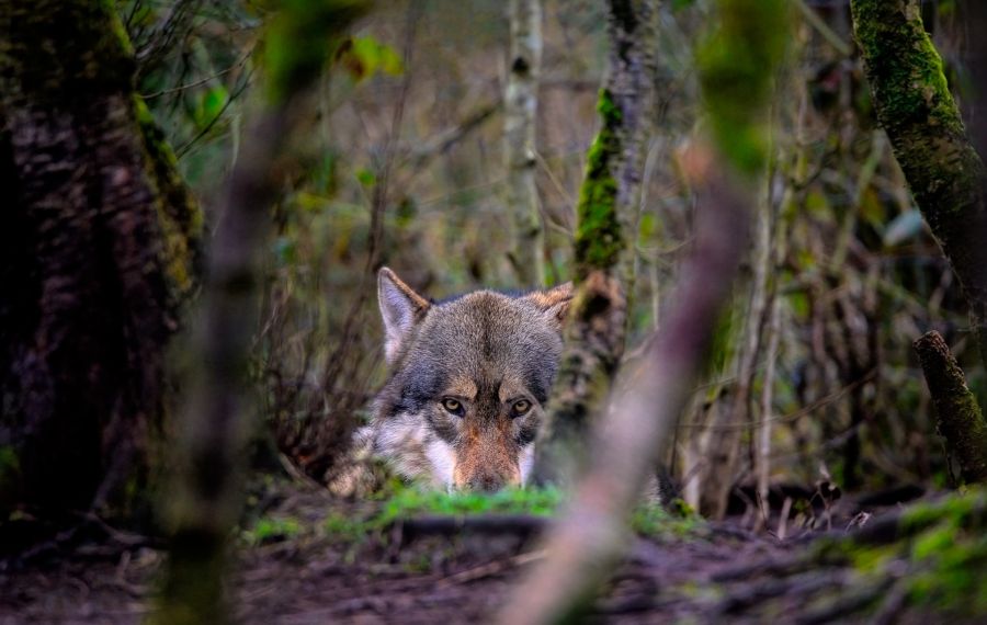 Wolfsrudel, Wolfsnachweis, Wolfsrüde, Soltau, Minden-Lübbecke, LANUV