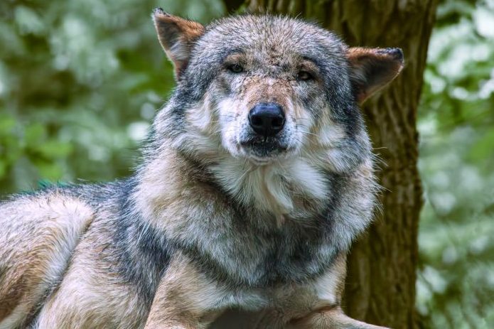 Ein liegender Wolf. (Symbolbild: Heino Schliep)