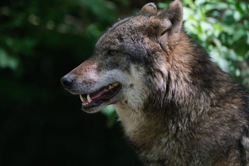 Ein Wolf. (Symbolbild: NickyPe)