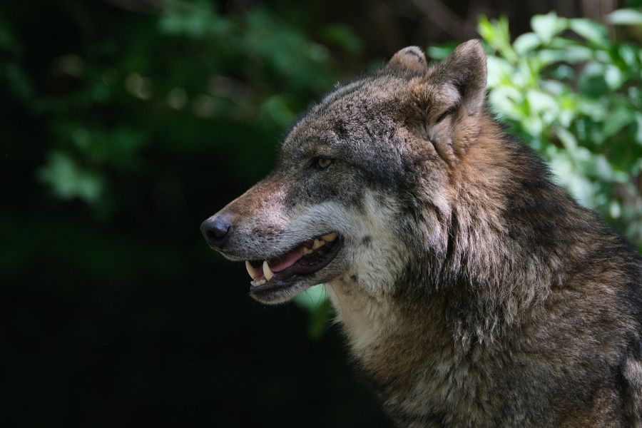 Ein Wolf. (Symbolbild: NickyPe)