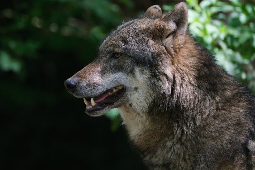 Ein Wolf. (Symbolbild: NickyPe)