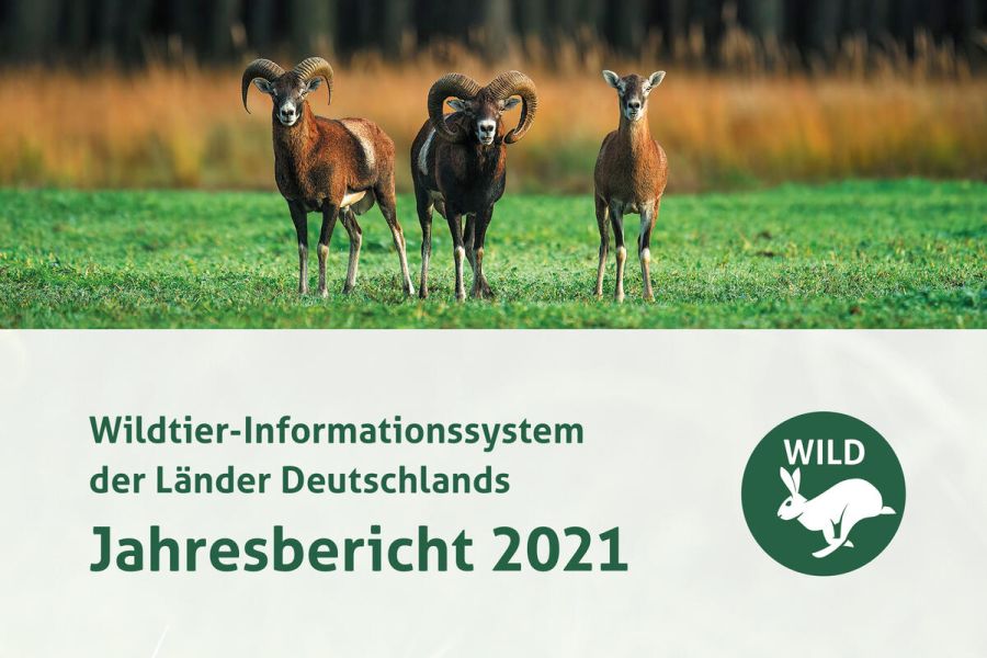Invasive und gebietsfremde Arten auf dem Vormarsch